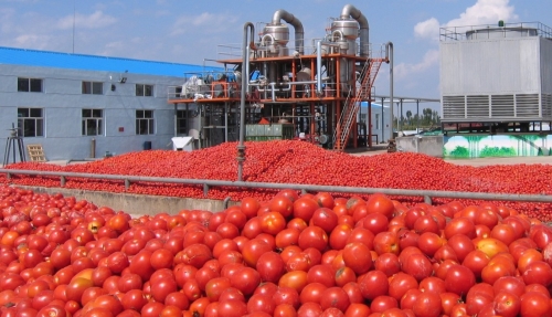 Small-Output-Capacity-Tomato-P